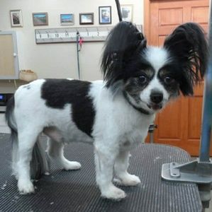 Meet your Posher, Suzann